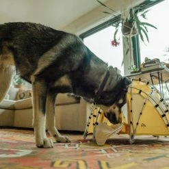 Tiny Tents Basecamp Dome Tent 20 Tiny Tents Basecamp Dome Tent -Tents Sales 2023 aa149b84 1921 4652 81a4 ae1a365ddebd