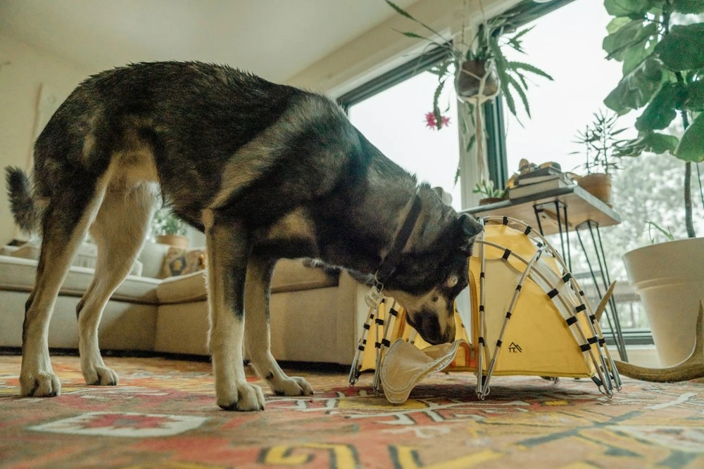 Tiny Tents Basecamp Dome Tent 10 Tiny Tents Basecamp Dome Tent - Image 8