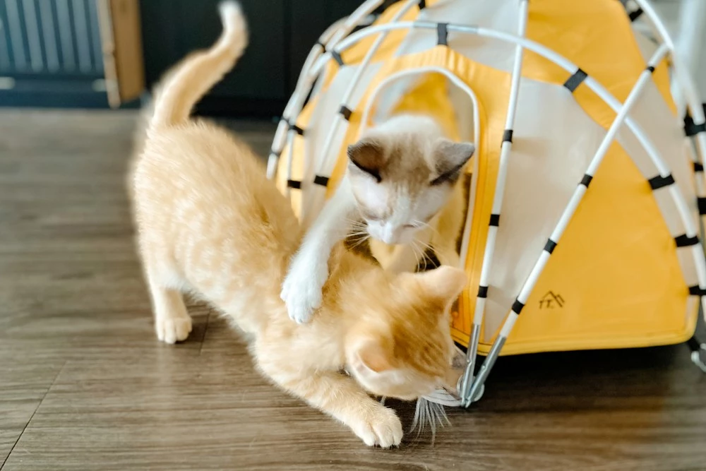 Tiny Tents Basecamp Dome Tent 9 Tiny Tents Basecamp Dome Tent - Image 7